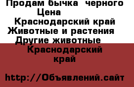 Продам бычка, черного › Цена ­ 10 000 - Краснодарский край Животные и растения » Другие животные   . Краснодарский край